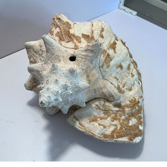 Incredible large Queen Conch shell from NJ estate sale - Picture 1 of 6